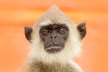 Wall Mural - wildlife of sri lanka. common langur, semnopithecus entellus, monkey on the orange brick building, u