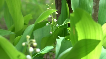 Wall Mural - Forest lilies of the valley close up growing on the sunlit forest edge