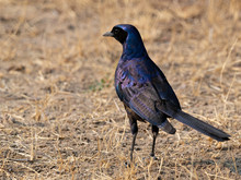 Closeup Of A Burchell's Glossy-Starling (Lamprotornis Australis) With Bright Blue Plumage Standing In Dry Yellow Grass, Namibia
