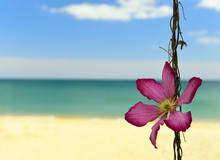 A Burgundy Flower Of Clematis On A Branch Against The Azure Sea Coast. The Atmosphere Of Paradise Relaxation At Sea.
