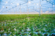 Rows Of Tomato Plants Growing Inside Big Industrial Greenhouse