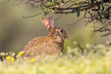 european rabbit basking