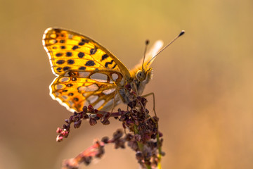 Canvas Print - Queen of Spain fritillary