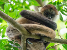 Geoffroy's Spider Monkey (Ateles Geoffroyi) Sitting On A Branch Looking Downwards Into The Observers's Eyes, Costa Rica