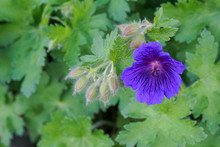 A Purple Geranium Renardii Flower