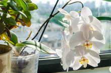 Flower White Orchid On The Windowsill At Office