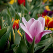 Piękny dojrzały różowy wyrośnięty tulipan na polu tulipanów wiosną na polnej drodze na wsi