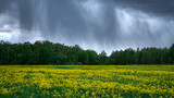 Fototapeta Tęcza - cloudy sky five minutes before heavy rain in a field with yellow flowers