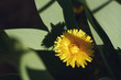Fresh yellow dandelion in dark hard shadows made by other plants. View from above