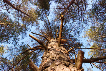 Trunk of pine leaving high up against the blue sky