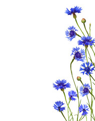 Wall Mural - Blue knapweed flowers and buds in a floral border