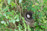 Fototapeta  - Bird nest with egg