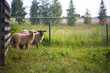 Three sheep next to a fence and a green meadow