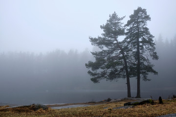 Two pine trees with a lake and  pine forest background on a foggy spring morning in the Lillomarka nature reserve, close to Oslo, Norway