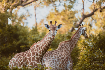 Giraffe spotted during Game Reserve in Karongwe South Africa