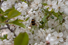 .Flowering Cherry With Bumblebee 5