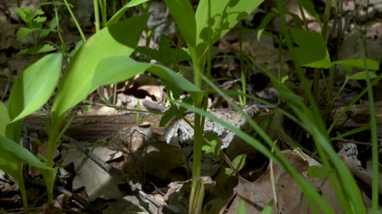 Wall Mural - Forest lilies of the valley, a vertical panorama of a single flower of the Lily of the valley illuminated by a sunbeam growing on the forest edge