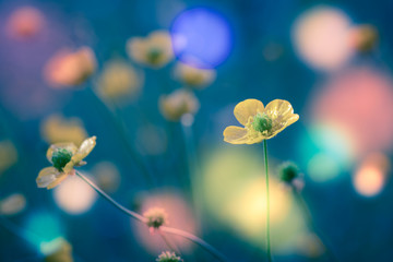 Wall Mural - abstract floral background, meadow in the early morning with beautiful fantastic bokeh