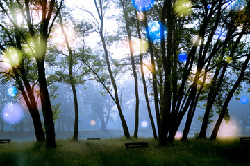 Wall Mural - abstract natural background, trees in the early morning with beautiful fantastic bokeh