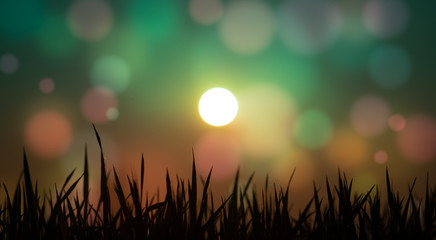 Wall Mural - abstract floral blurred background. plants at sunset on bokeh background