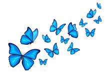 Blue Morpho Butterflies Fly On White Background. Vector Illustration. Decorative Print.