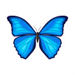 Blue morpho butterfly on white background. Vector illustration. Decorative print.