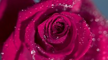 Close Up Of A Raindrop Falling On A Pink Rose