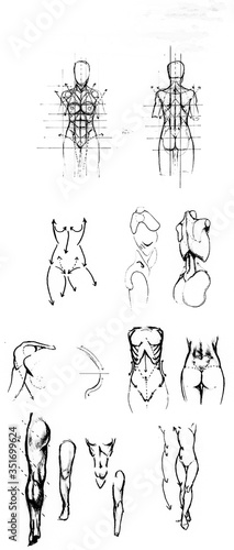 wallpapers How To Draw A Body Step By Step Female https stock adobe com de images tutorial of drawing female body drawing the human body step by step lessons 351699624 start checkout 1 content id 351699624