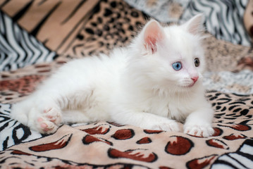 White fluffy kitten with multicolored eyes is lying