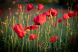 Fototapeta Maki - Poppies in Bloom
