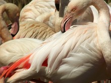 Close Up Of Flamingos