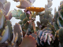 Detail Shot Of Cactus Plants