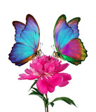 Fototapeta Motyle - bright blue morpho butterflies on a pink peony flower isolated on a white. butterflies on a flowers
