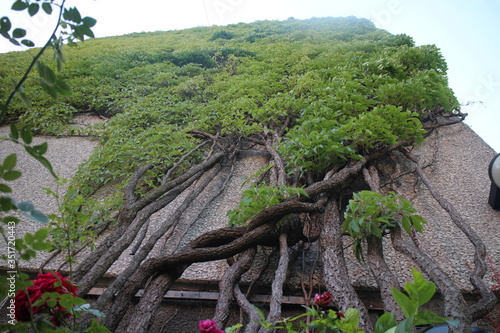 Fotomural Low Angle View Of Ivies On Wall
