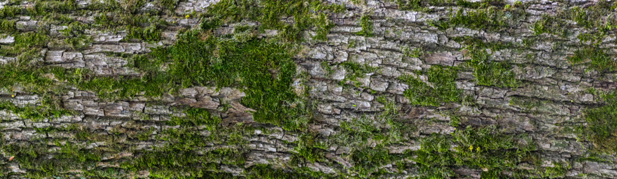 panoramic texture view of gray tree bark surface with green moss and lichen on it.