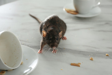 Wall Mural - Rat near dirty dishes on table. Pest control
