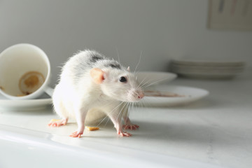 Poster - Rat near dirty dishes on table indoors. Pest control