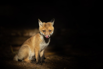 Wall Mural - Mammals - European Red Fox (Vulpes vulpes)