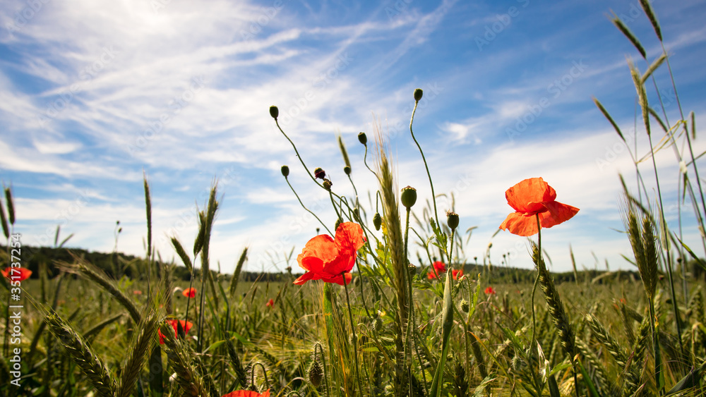 Close-up Of Poppies Blooming On Field Against Sky - obrazy, fototapety, plakaty 