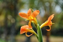 Close-up Of Orange Day Lily Blooming Outdoors