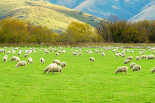 Flock Of Sheep Grazing On A Field Of Farmland In South Island, New Zealand. (Selective Focus On The Nearest Sheeps)