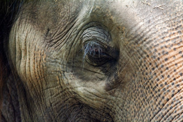 Close-up Elephant