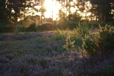 Fototapeta Krajobraz - sunset in the field