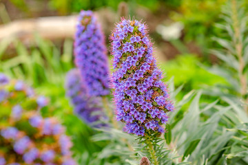 Canvas Print - Close-up of Echium Candicans flowers, California