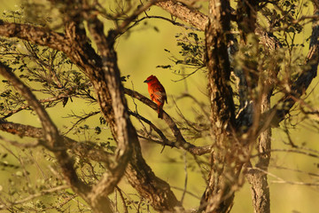 Sivestre birds found in Brazil