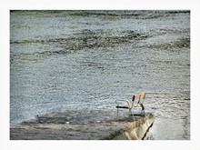 Bench On Pier At River