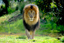 Male Lion Walking Straight At Me