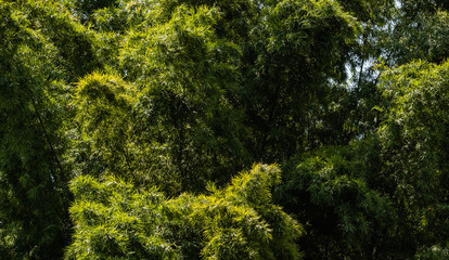 Wall Mural - Bamboo leaves waving beautifully in the wind