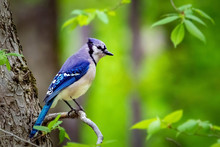 Blue Jay Portrait Close Up In Summer Green Leafs