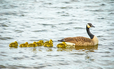 Wall Mural - Cute baby canadian gosling birds swimming in the wild with parents